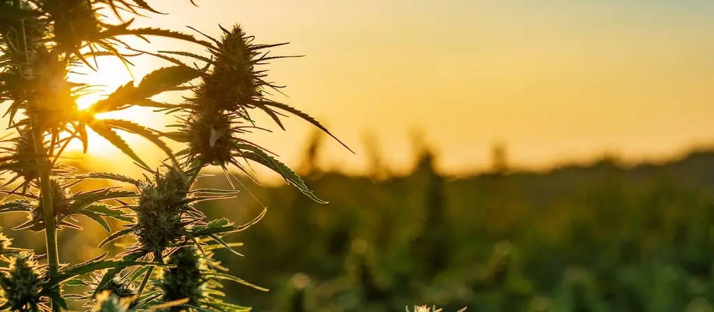 Buy Marijuana Online Europe – Safe, Discreet & Reliable Service