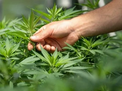 Die richtige Wahl treffen – Cannabissamen kaufen legal in Deutschland