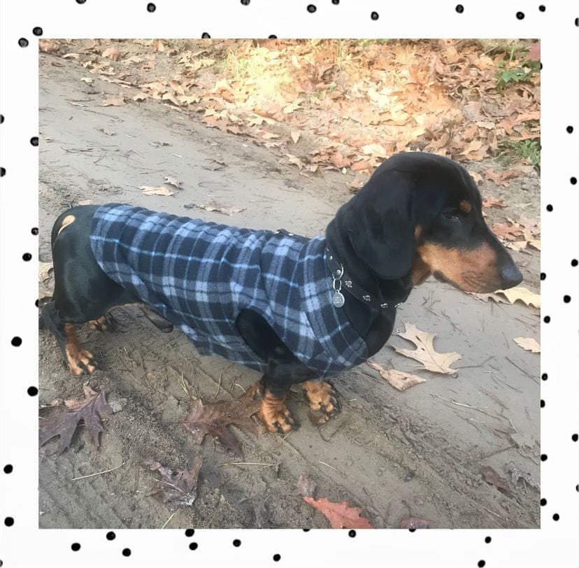 Schicke Dackel Jacken Für Jede Jahreszeit: Finden Sie Die Ideal Passenden Jacken, Die Ihren Dackel Nicht Nur Warmhalten, Sondern Auch Einen Trendigen Look Verleihen