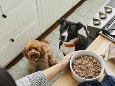 Farmer’s Dog Pricing Breakdown: Is Fresh Dog Food Worth the Cost?