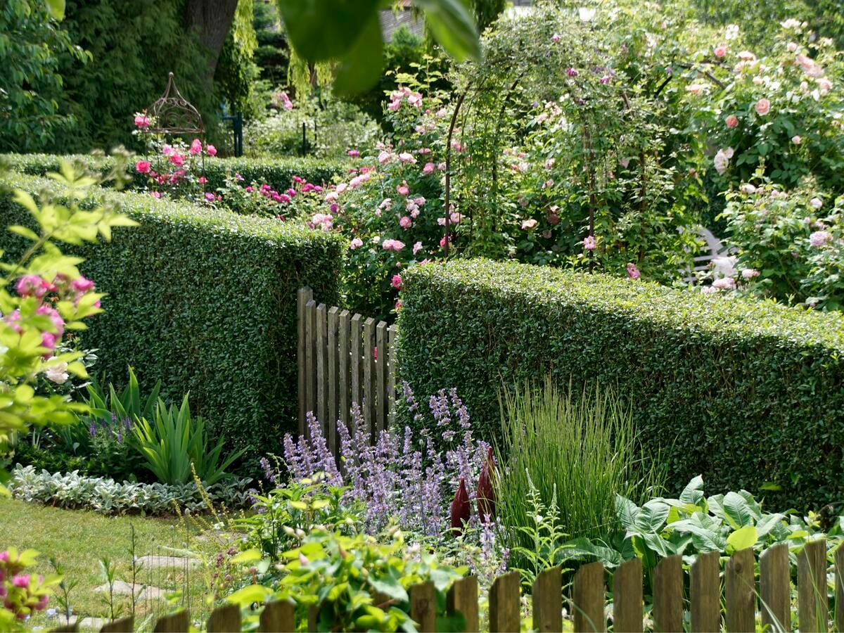 Die Ligusterhecke: Pflege, Vorteile und Einsatzmöglichkeiten