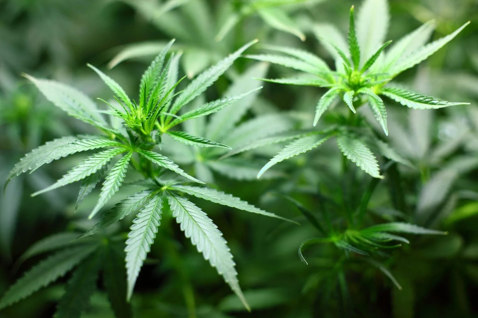 Die richtige Wahl treffen – Cannabissamen kaufen legal in Deutschland