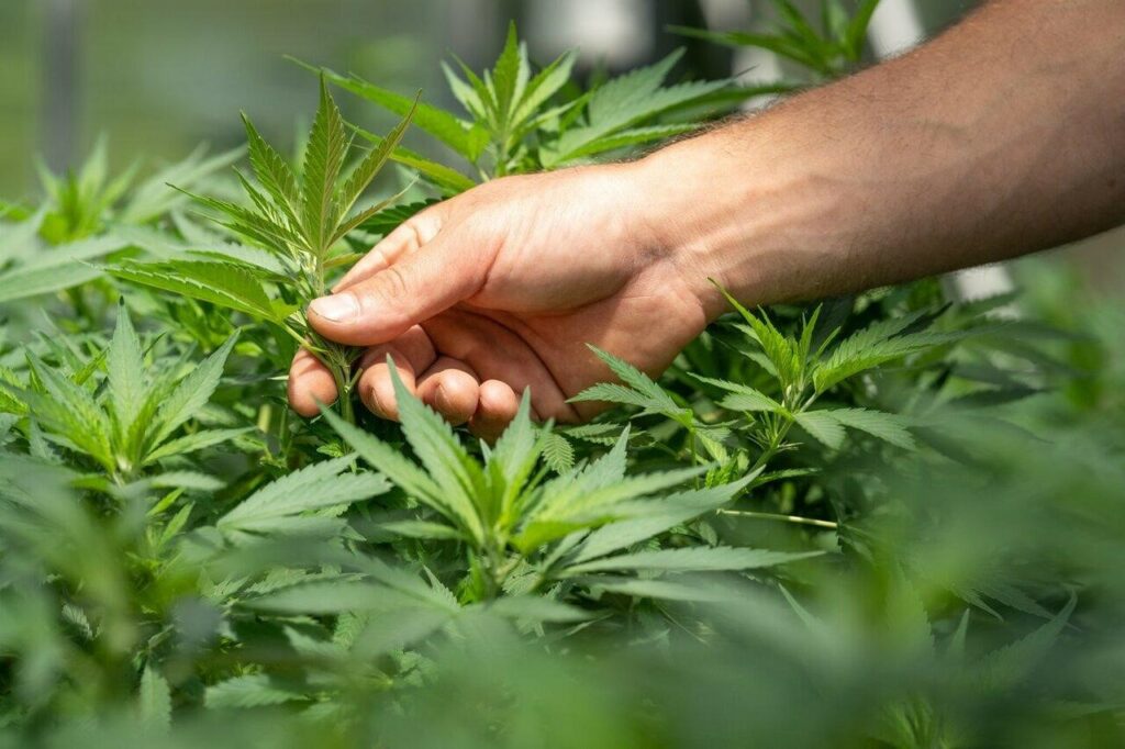Die richtige Wahl treffen – Cannabissamen kaufen legal in Deutschland