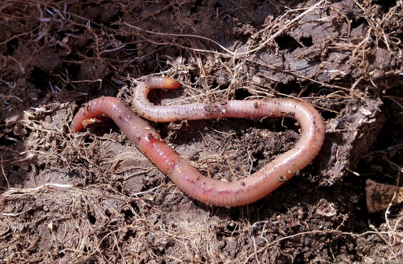 Schnell und einfach Regenwürmer kaufen: Ihre Wurmquelle für Anglerbedarf