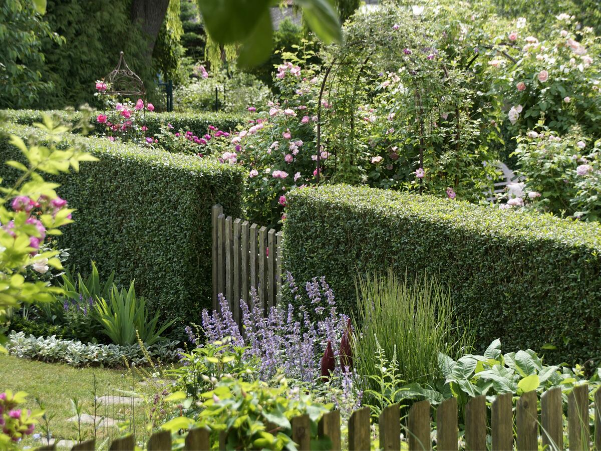 Die Ligusterhecke: Pflege, Vorteile und Einsatzmöglichkeiten